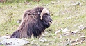 Boeuf musque 9824